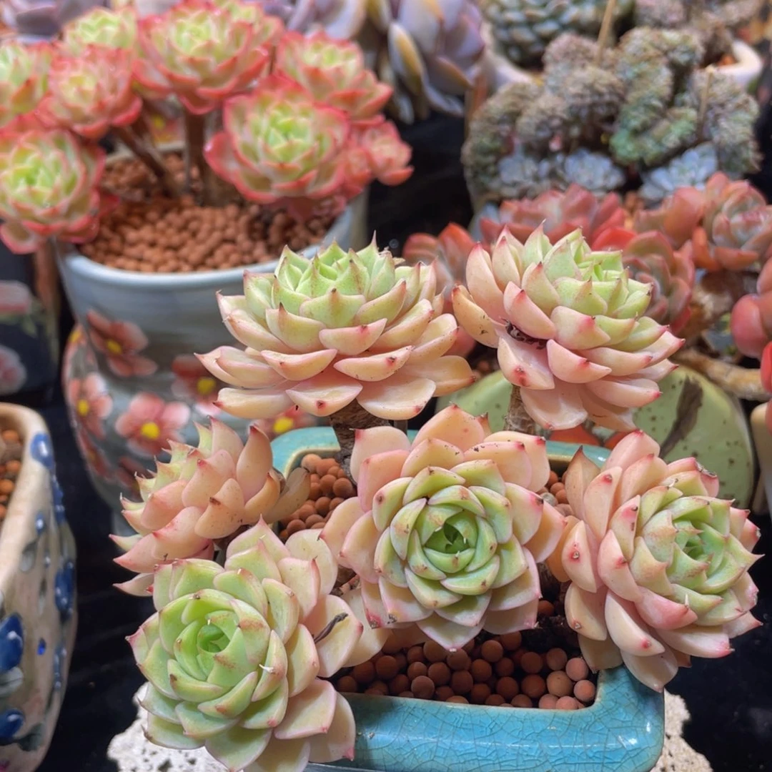 A***g7788888889999999