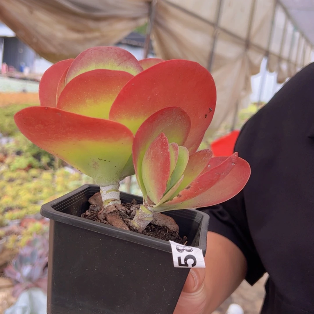 唐印大单头，120杯