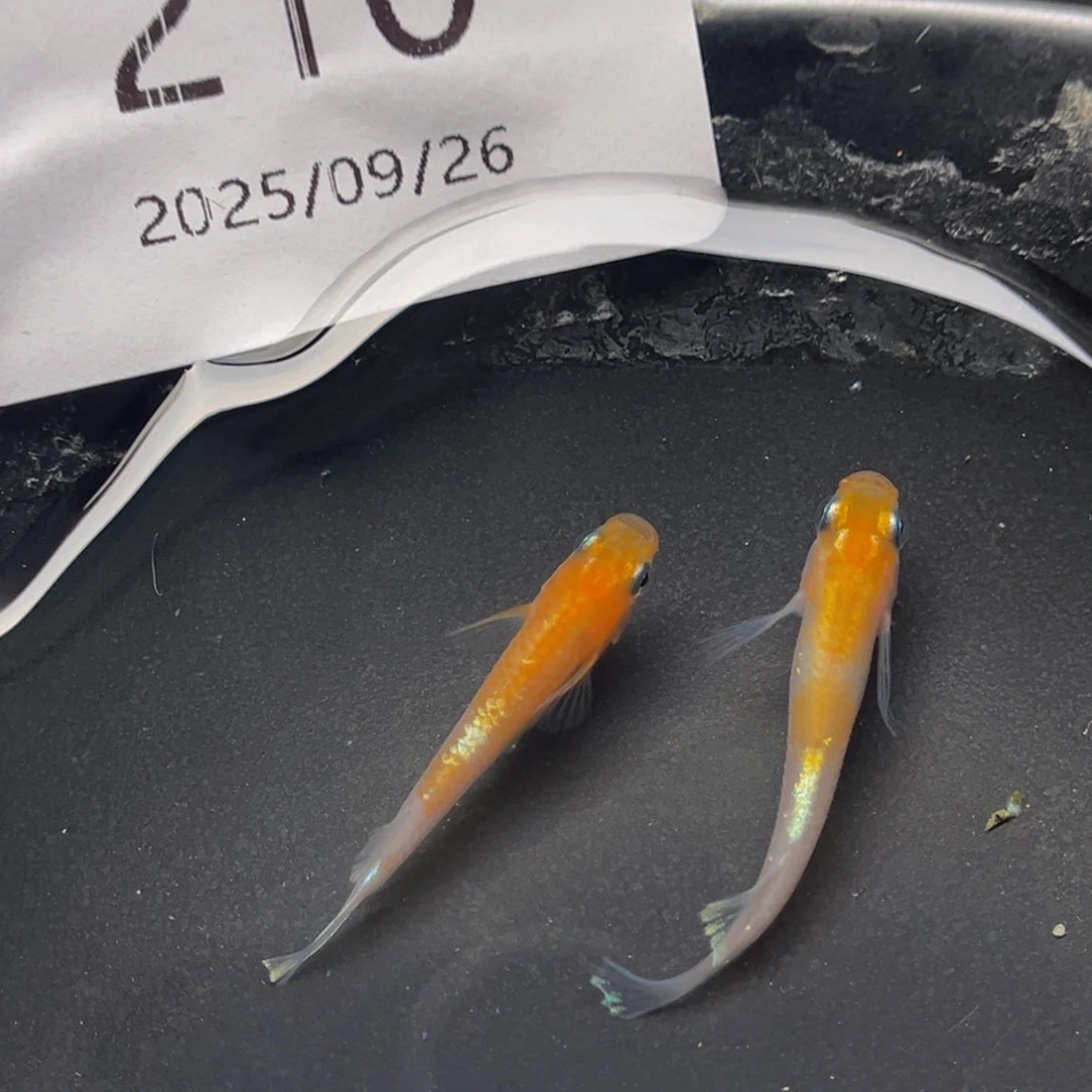 青鳉210赤壁红白一对