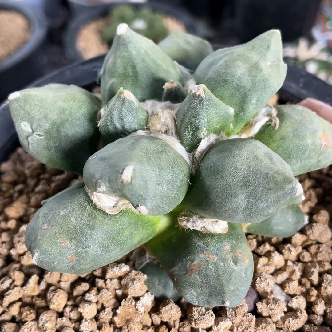 58号自根莆田蛋尤萝卜根