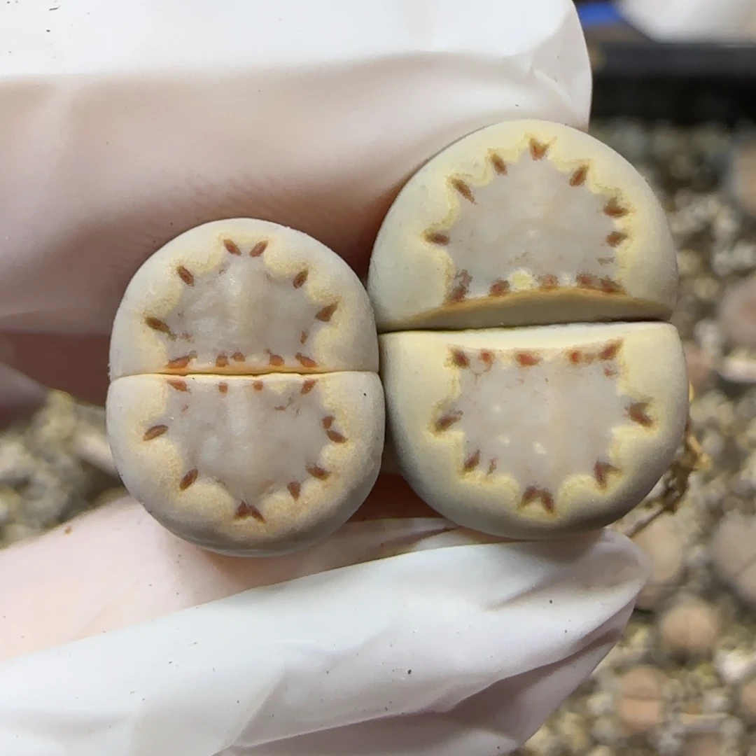 12.19.c24饼干.9022福利