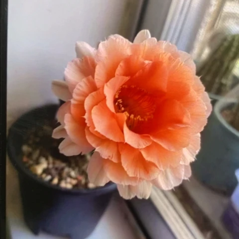 无花朵软糖号彩草仙人球侧芽1.5