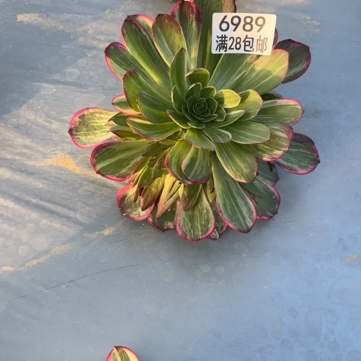 Q.  6989万花筒多肉