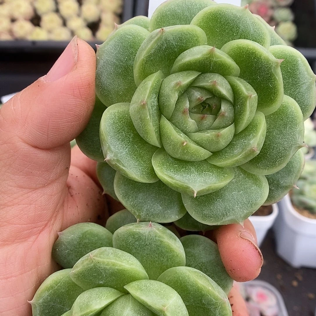 一物一拍一物一拍925-152