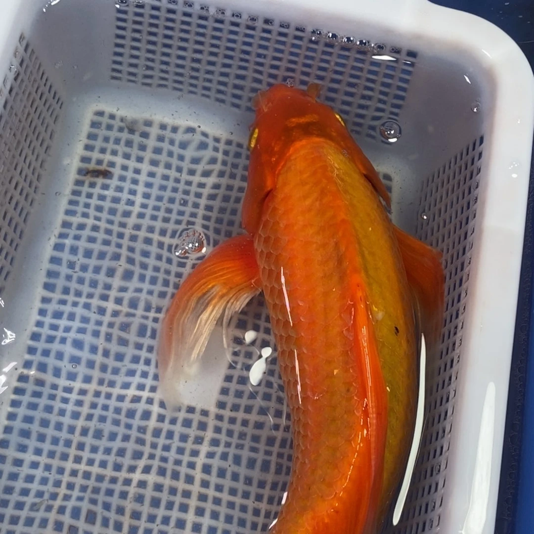 锦鲤冷水锦鲤包邮
