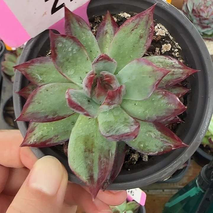 27 惊鸿仙子多肉植物