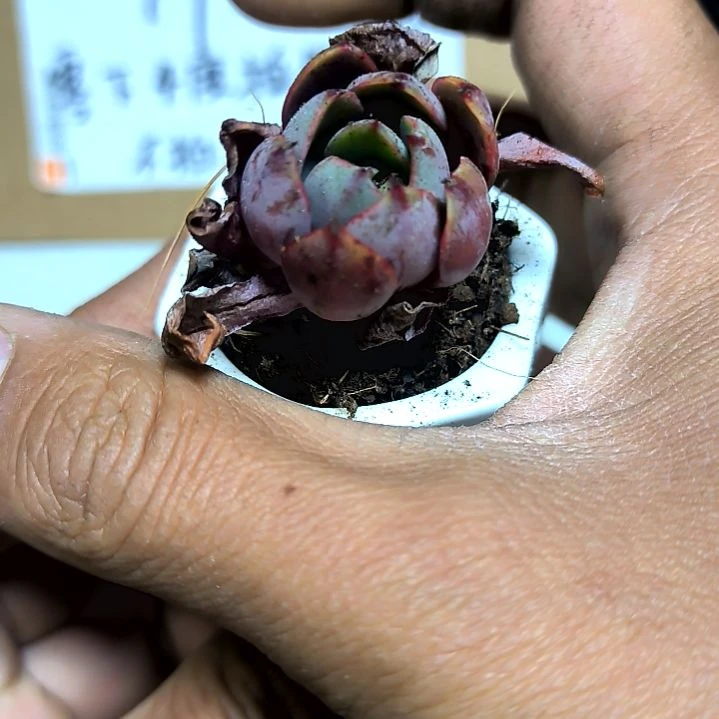 满9元包邮，精品包子赫拉小