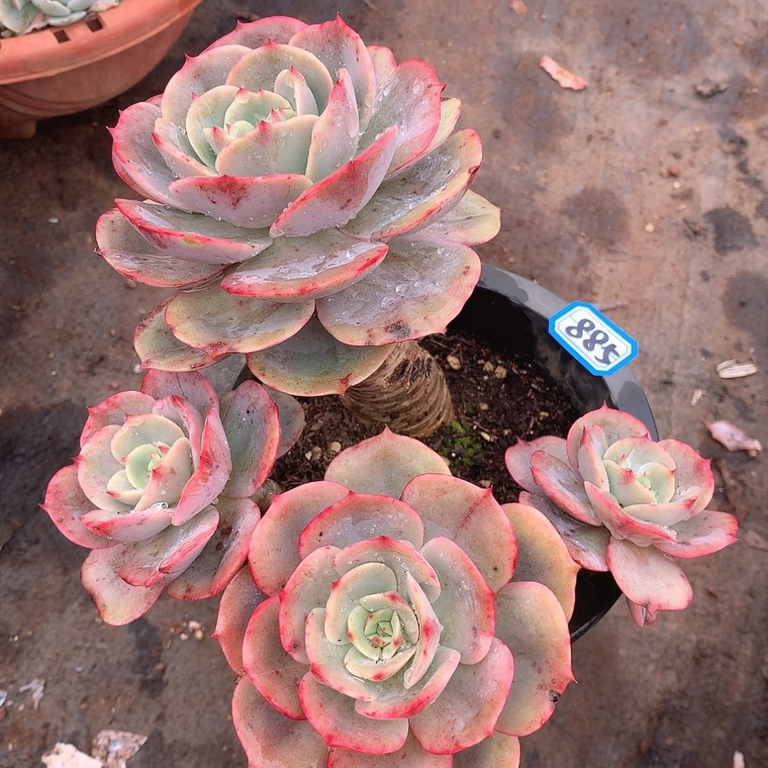 885白雪一物一拍多肉