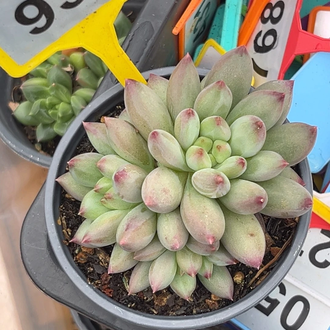 多肉植物二代虞美人936