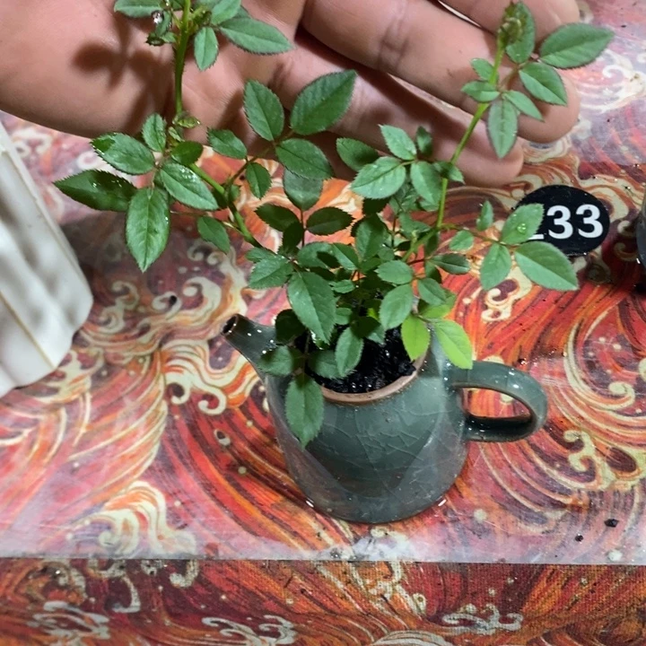 林***满无花朵退款拉黑拉黑234