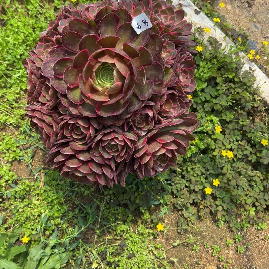 83粉花妖多肉多肉多肉