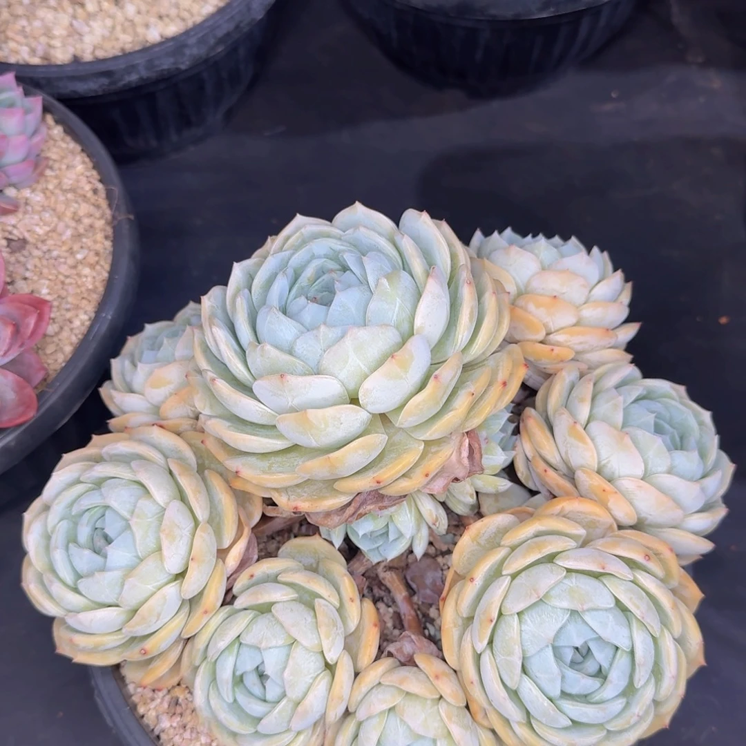 多肉植物和植物等植物的生长