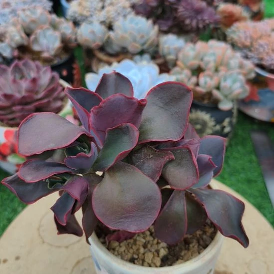 精品多肉红酒杯小树