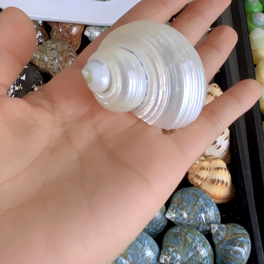 大理石磁石拿***姐天然贝壳海螺批发零售