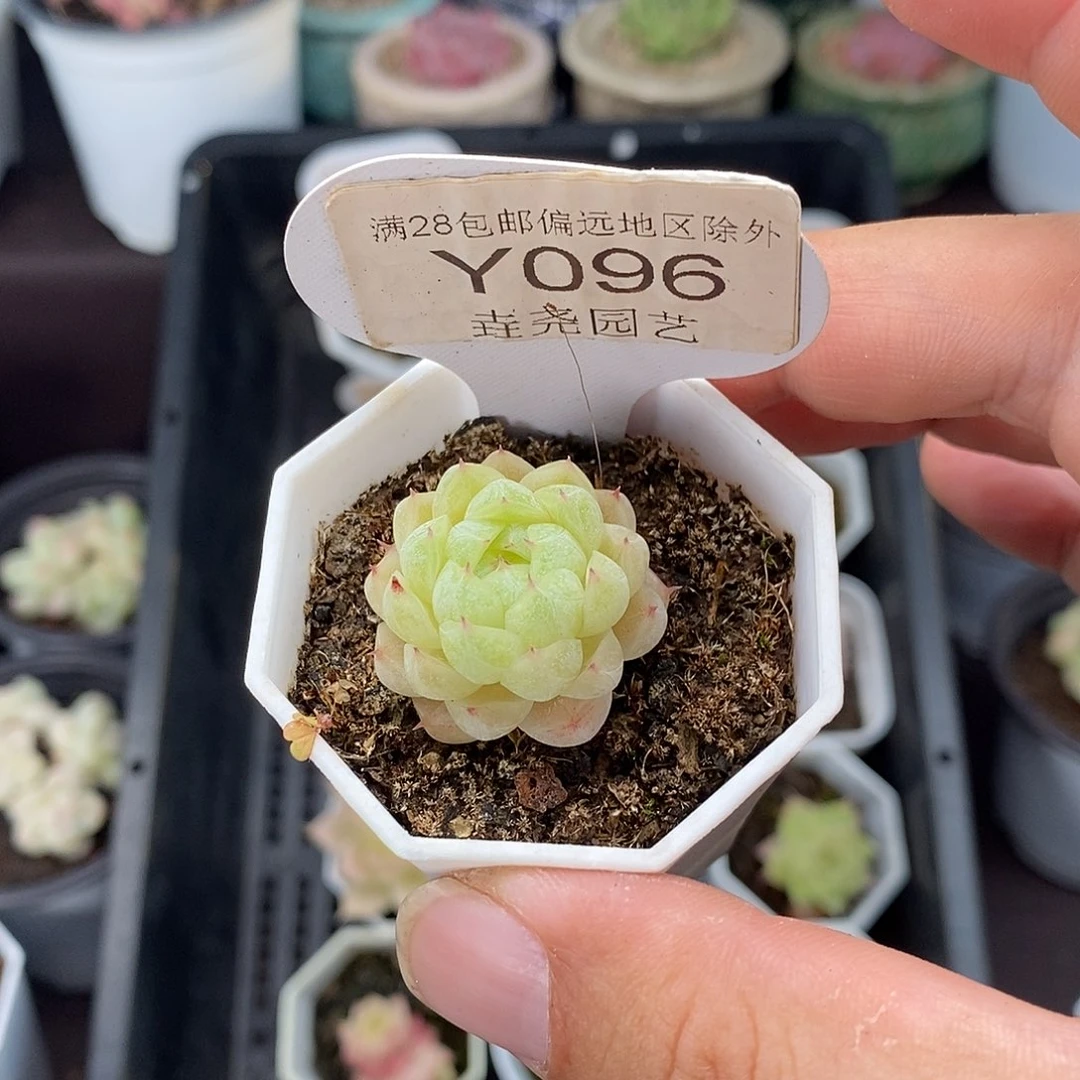 0096 麦秆单头 2.5cm