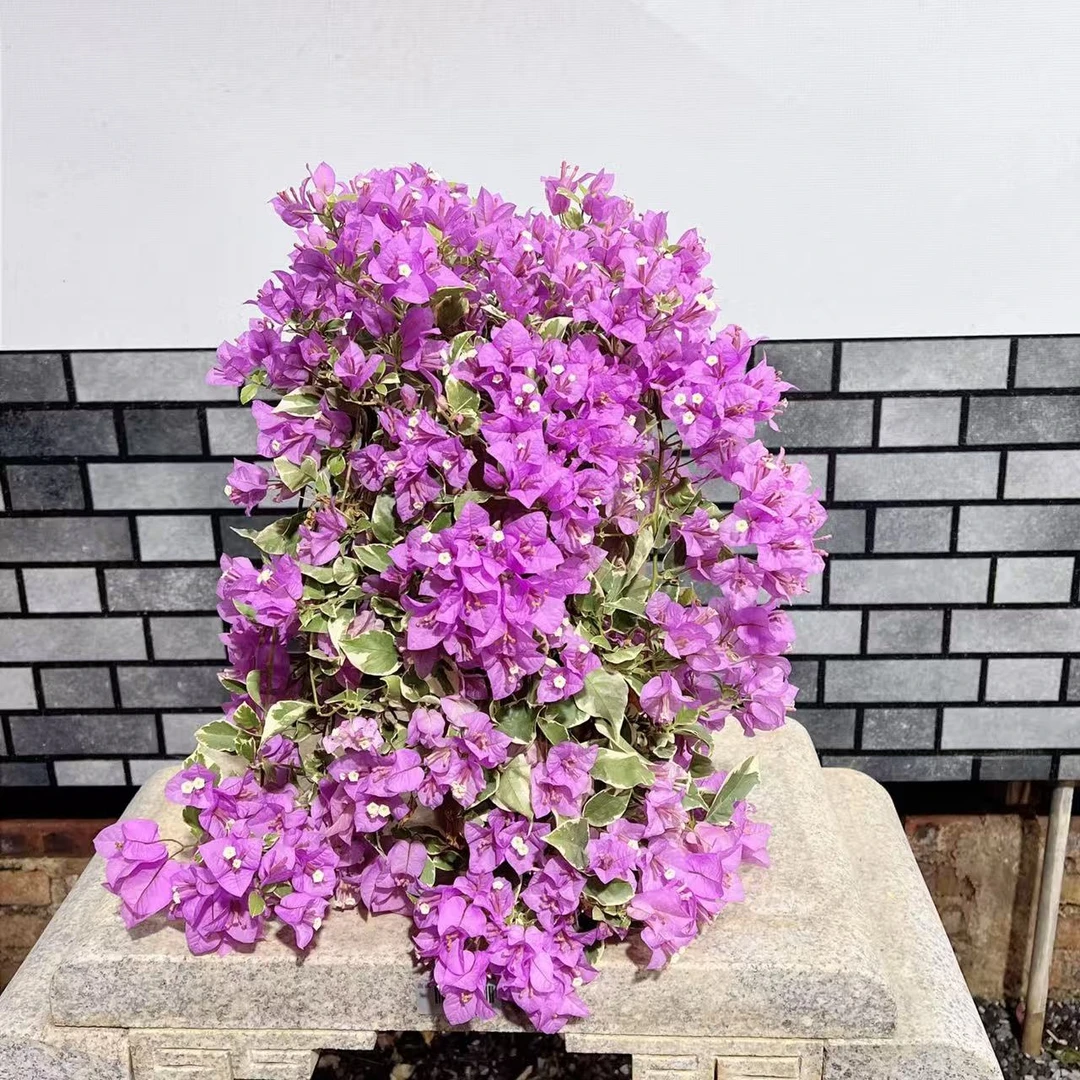 【艺景园林燕专用】水仙紫花瀑布造型盆景原生老桩勤花好养