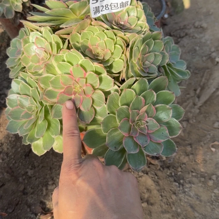 5370糖心莲花座二号棚O