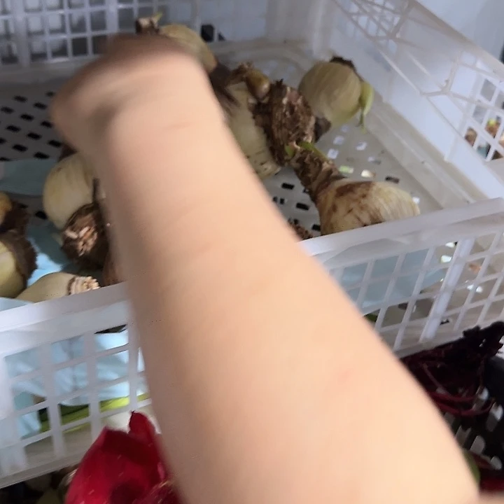 蒂卡之星6公分花后球不包售后