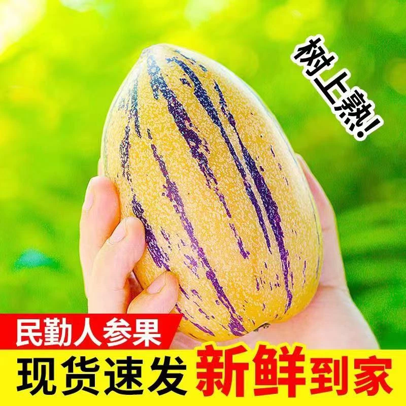 民勤人参果低糖清甜多汁大果4.5斤单果150g+坏果包赔