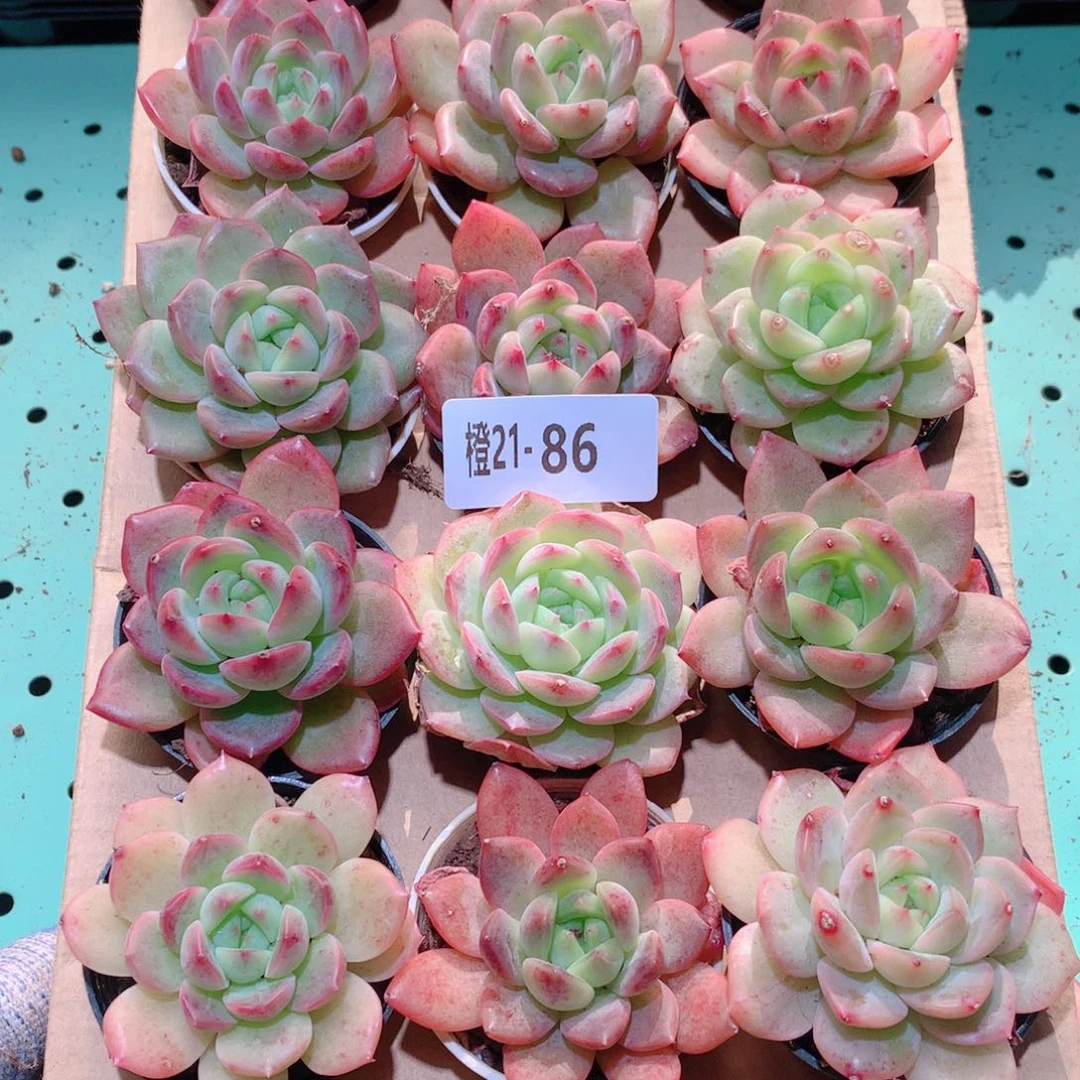 21-86一物一拍多搜带盆18颗