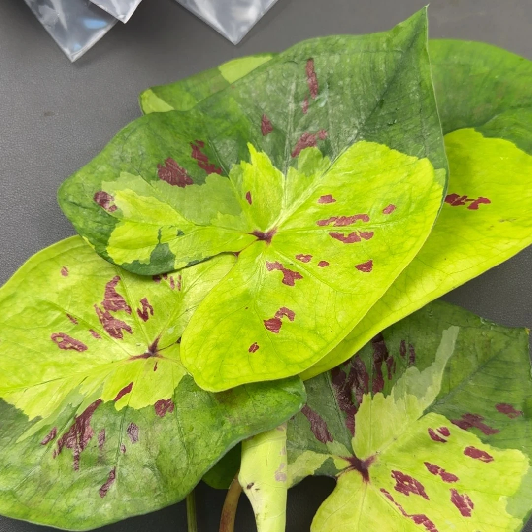 308-1019广东发货彩叶芋