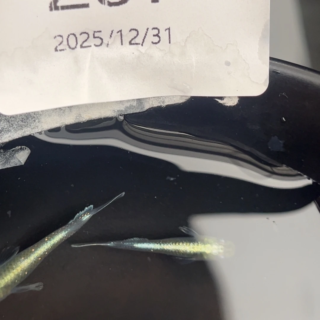 青鳉鱼207祖母绿宽鳍一对