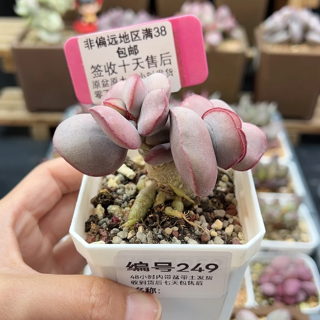 249白肌红蛋多肉