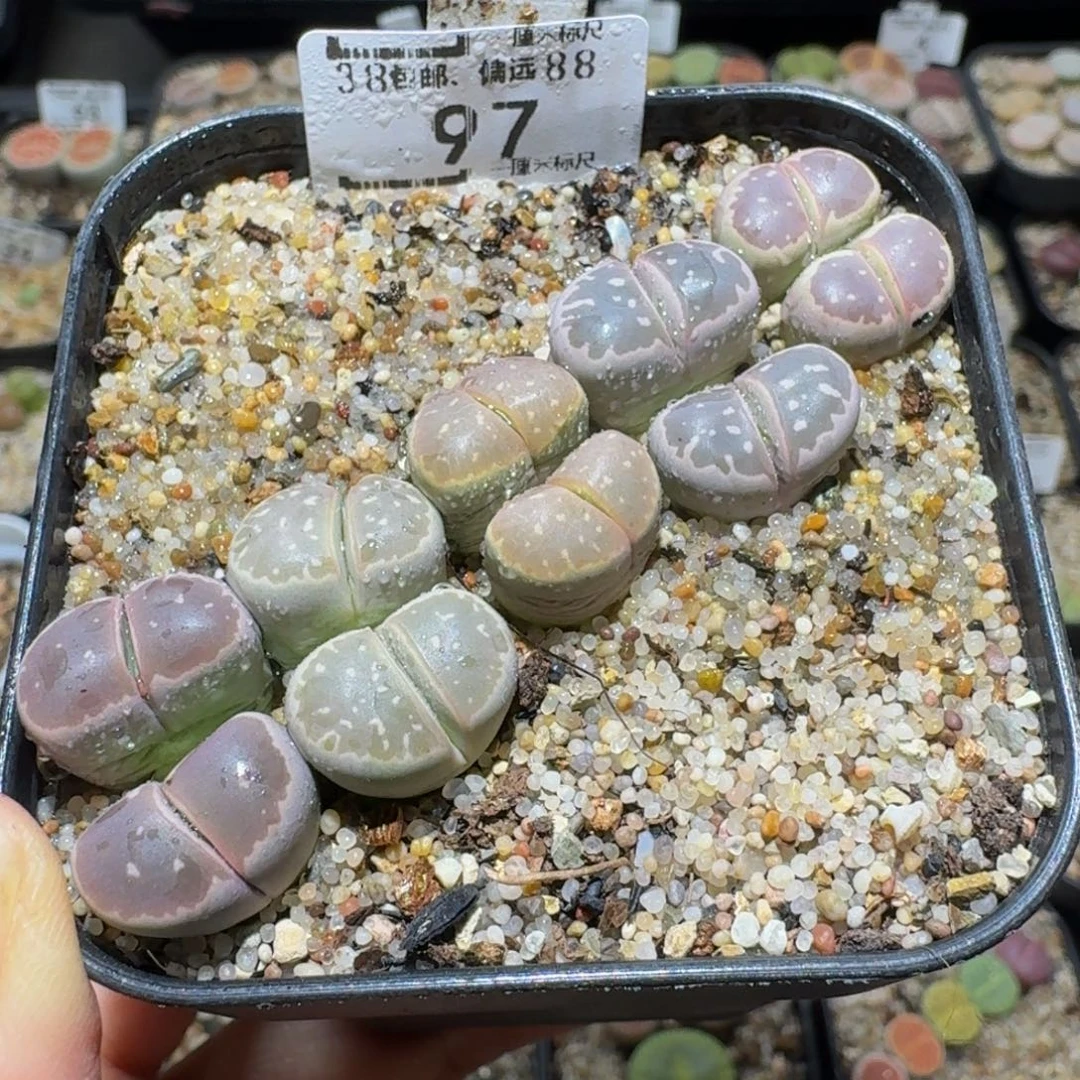 Ssss精品生石花97