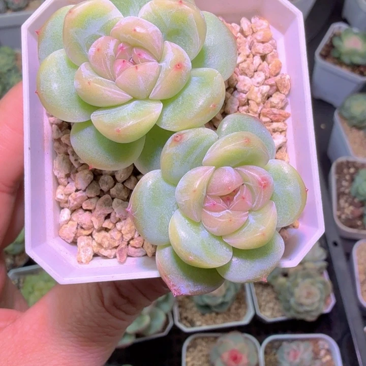 干冰多肉植物特价