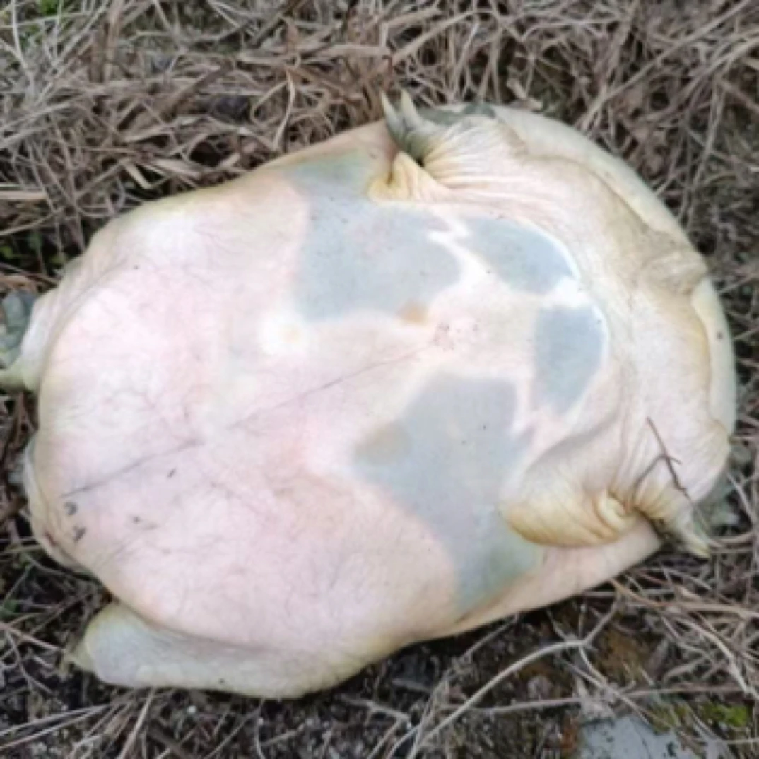 江西九年老种甲鱼