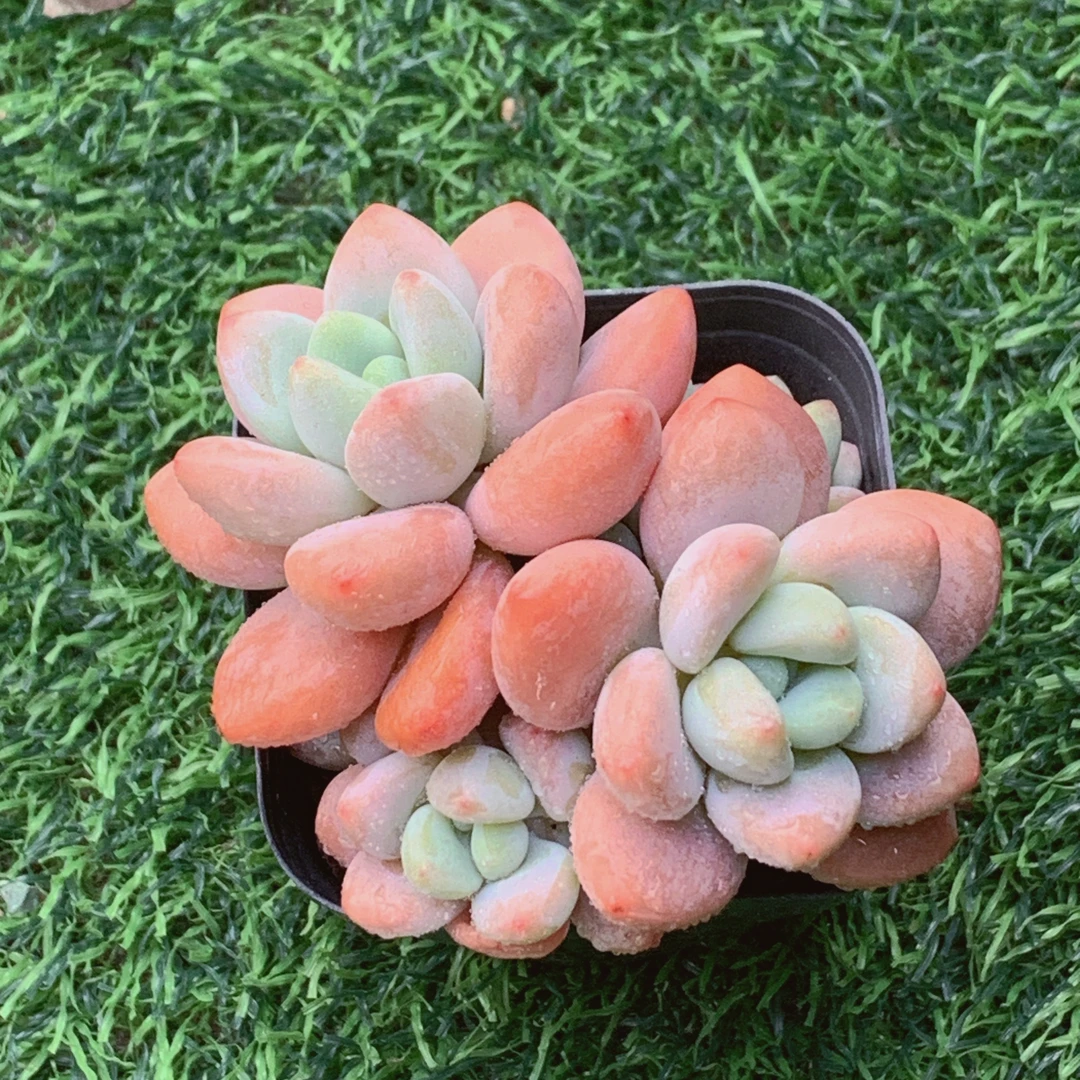 红洛神七方精品多肉植物盆栽阳台花卉好养一单包邮