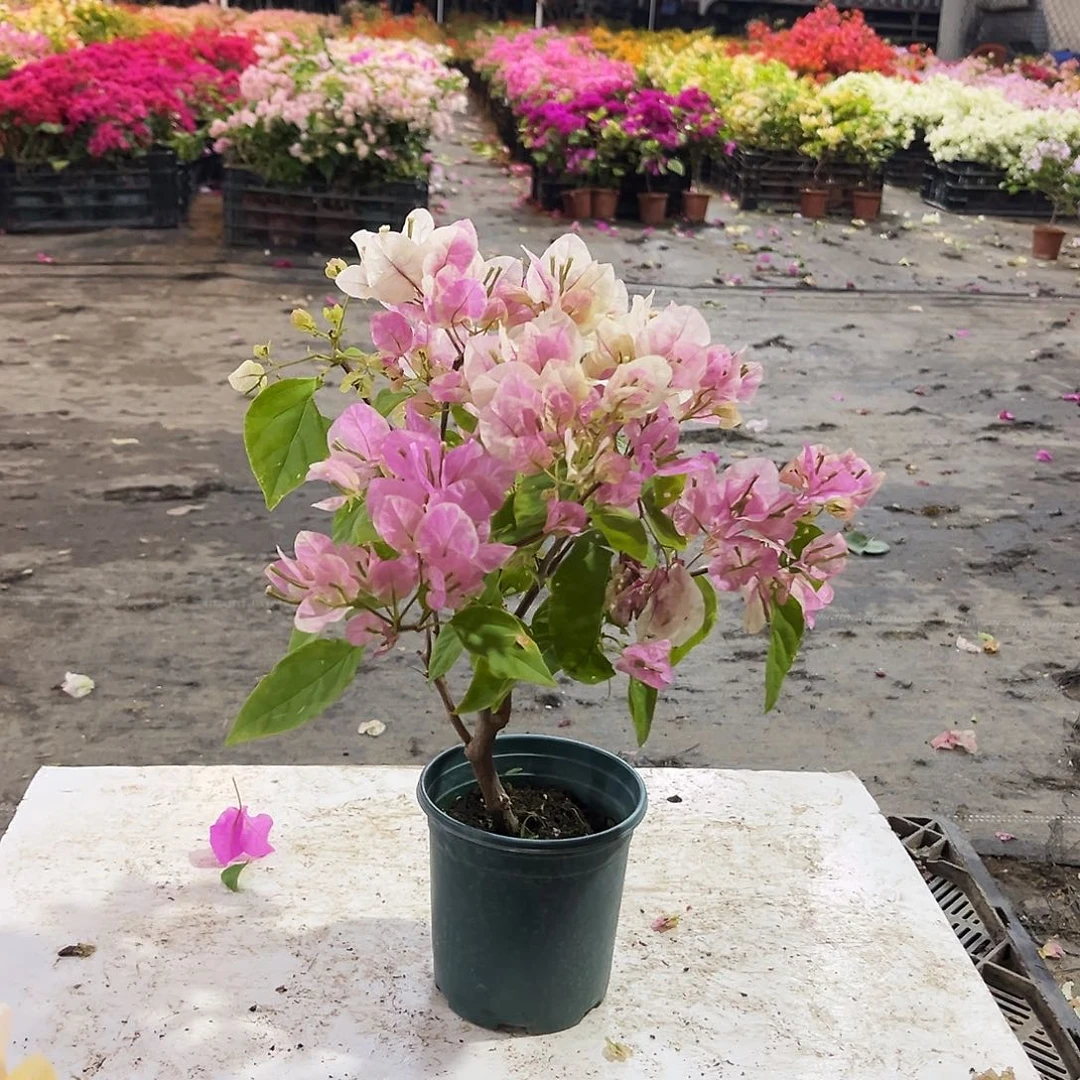 大部分花苞少量开放广红樱掌中宝一颗