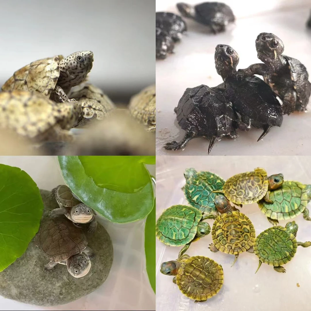 【直播间-链接】直播选龟麝香剃刀龟沼泽白唇小青宠物龟等多个品种