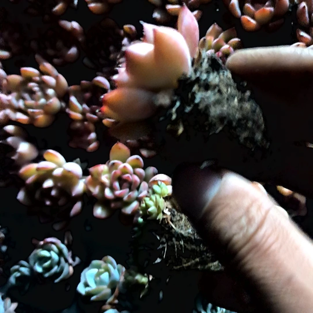 满6元包邮，荷花老苗，绝绝子