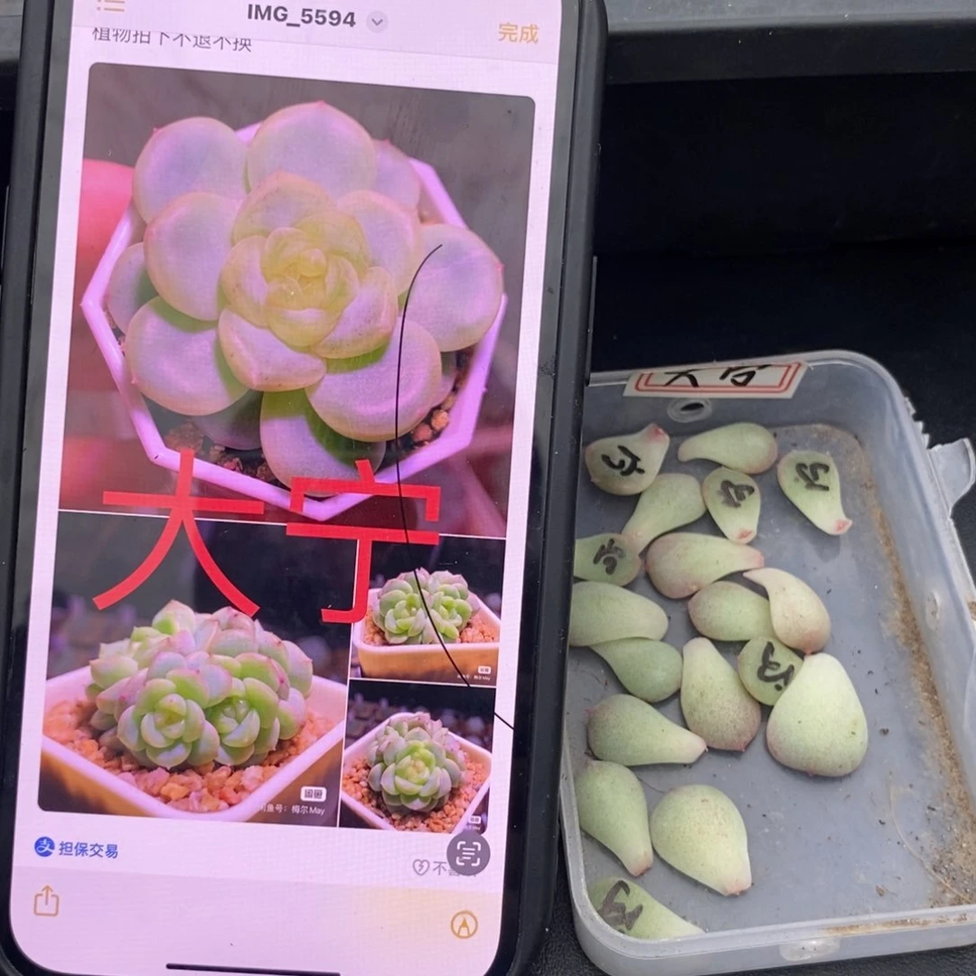 大宁甜心叶片一个多肉