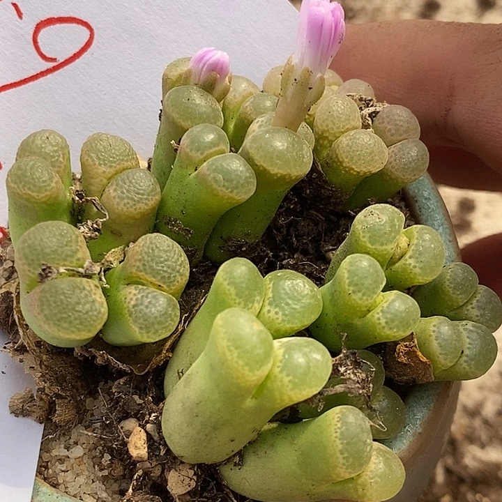 2637四头粉樱一群。