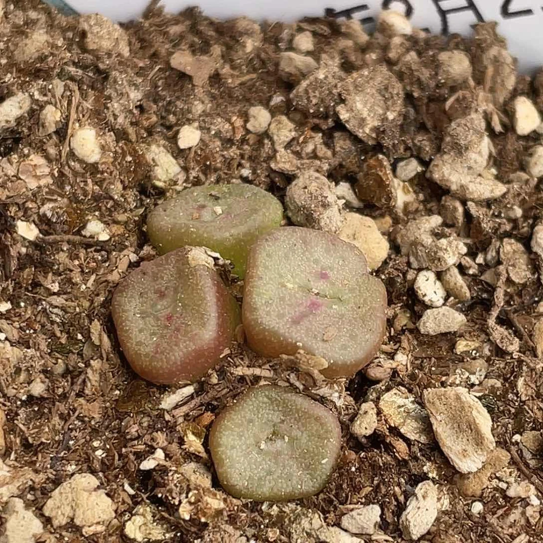 21-5方碗多肉植物