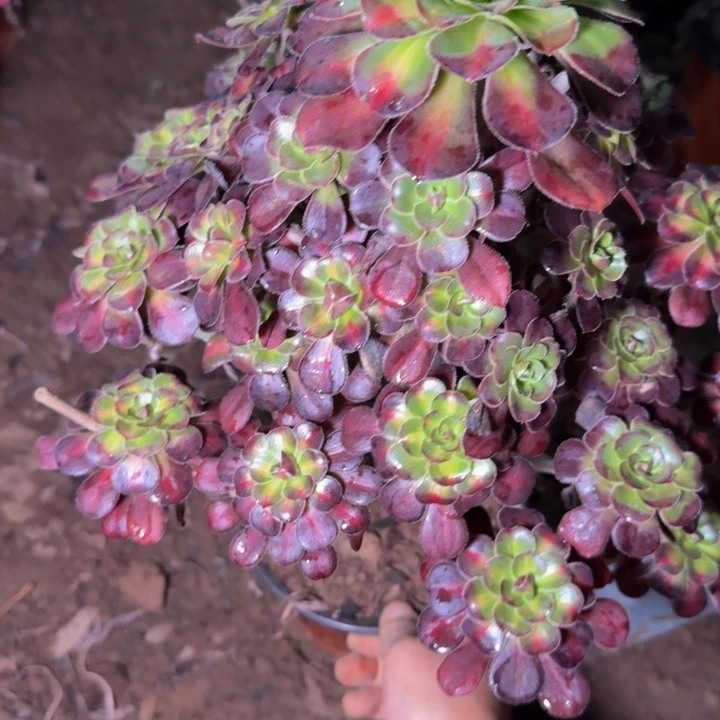 24895南燕子多肉植物