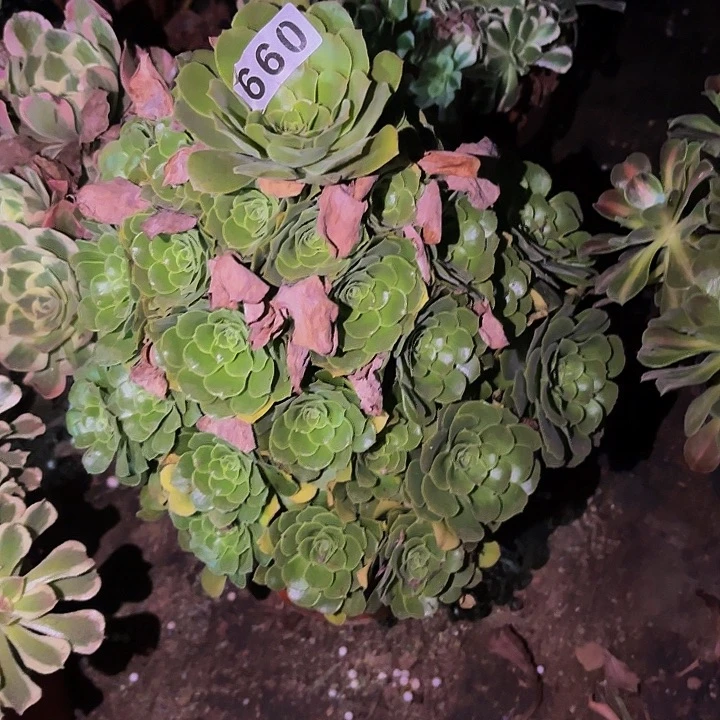 660绿羊绒多肉植物