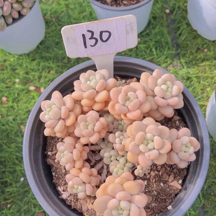 ，健健康康平平安安