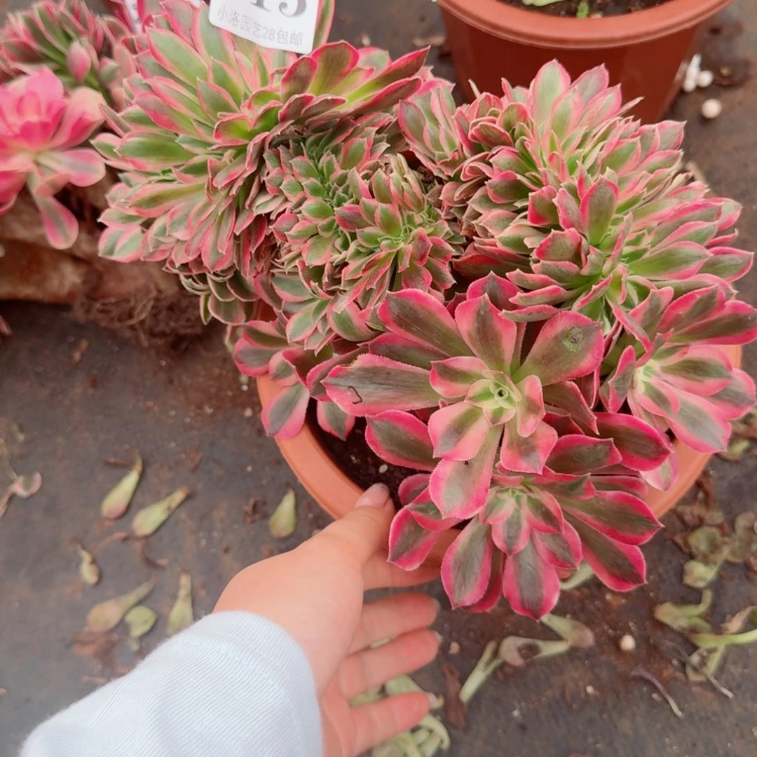 215粉女郎 缀化多肉植物满28包邮