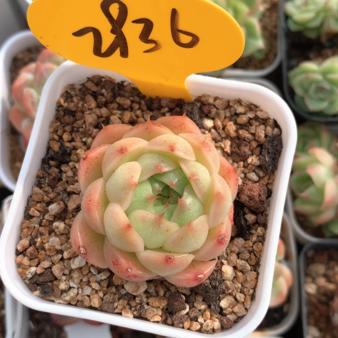 k***n珍妮单头专拍2936