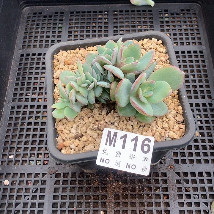 白凤缀化 一物一拍 下 1.15号左右发货