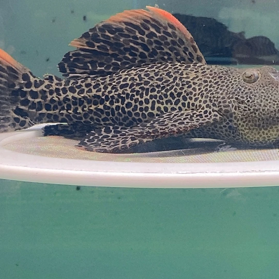 清道夫鱼帝王血钻23号