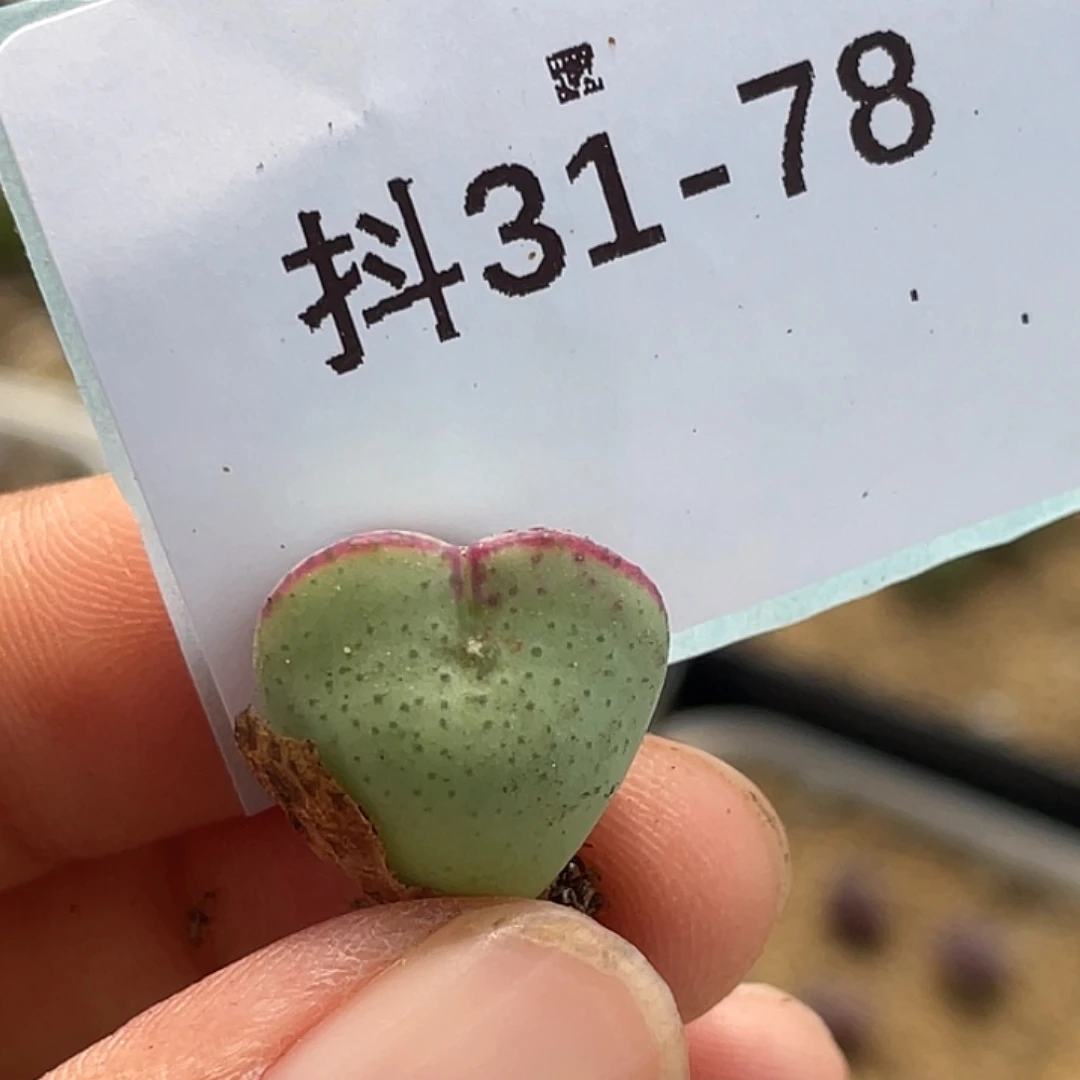 31-78爱心将多肉植物