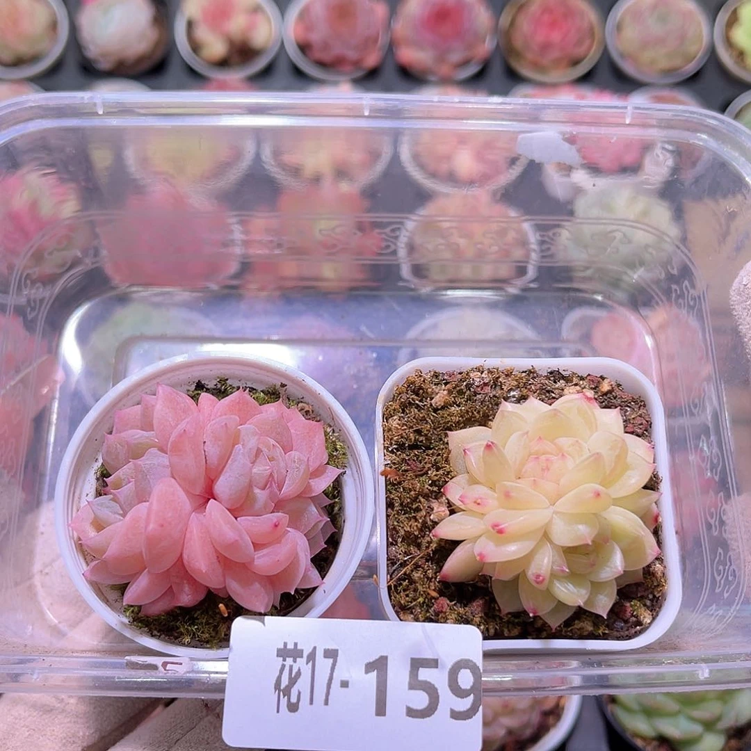 花利美17-159新品2颗