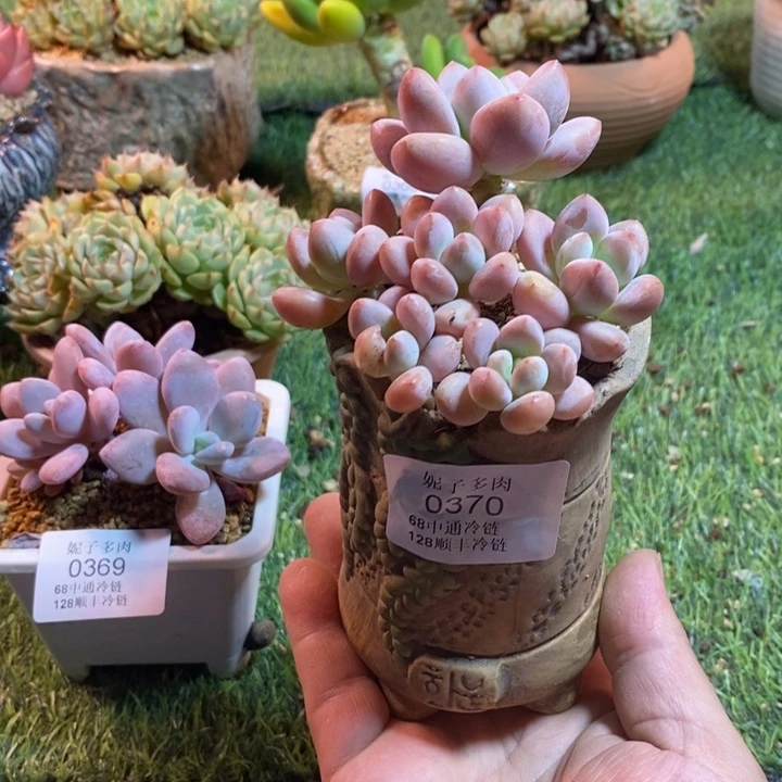 0370啊啊啊啊啊啊啊啊