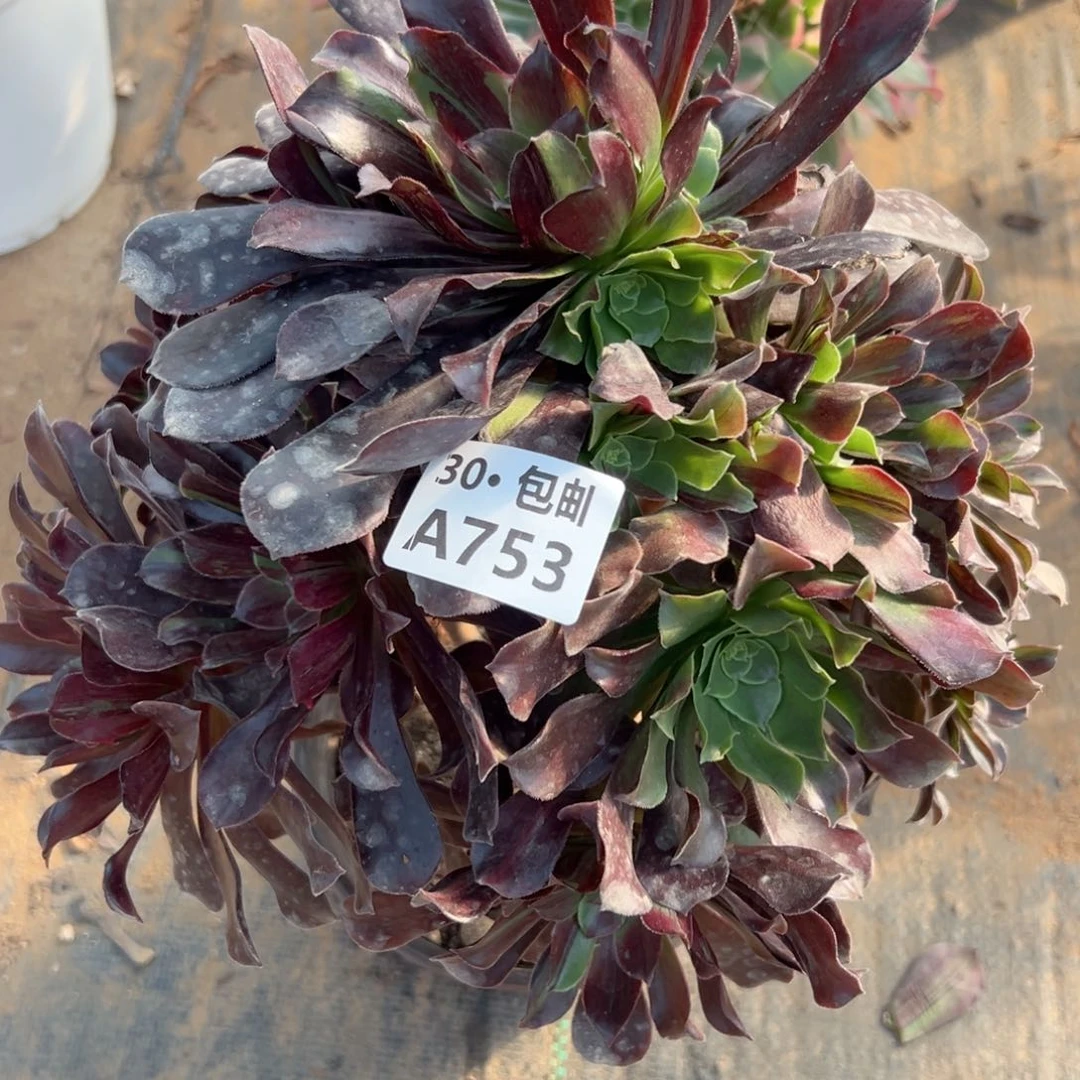 753 欧若拉多肉不包断枝