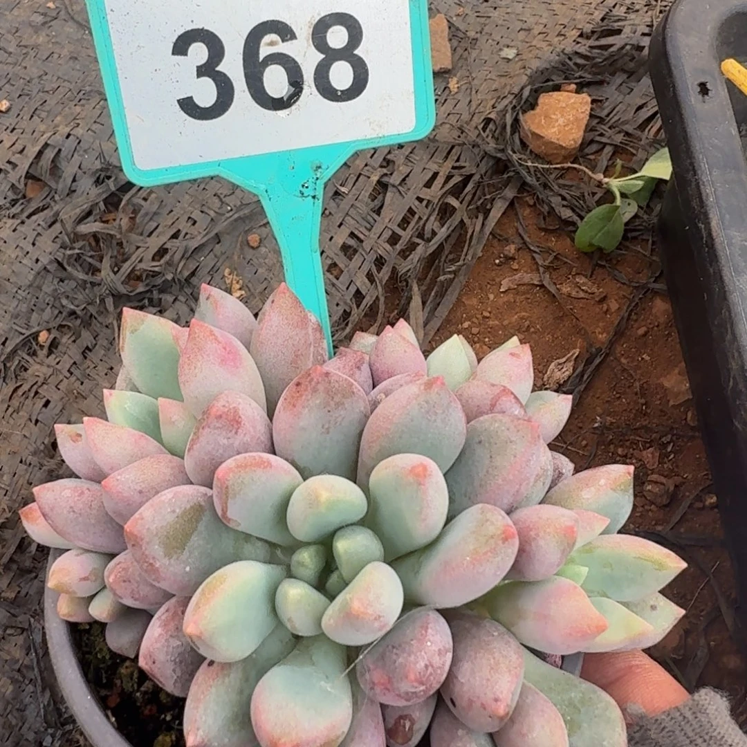 多肉植物蓝精灵368