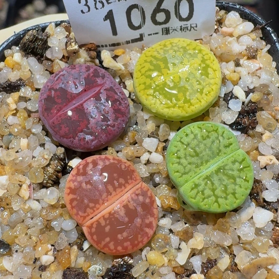 Zzzx精品生石花1060